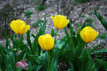 Picture Title - Yellow Tulips