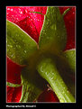 Picture Title - Green Bough