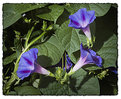 Picture Title - Morning Glory