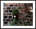 Picture Title - New Orleans'... Wall Flower