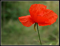 Picture Title - poppy (2)