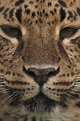 Picture Title - Leopardo