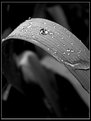 Picture Title - Dopo la pioggia #3