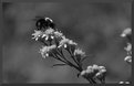 Picture Title - Bee B&W