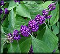 Picture Title - Purple Berries