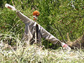 Picture Title - SCARECROW