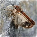 Picture Title - The Moth.