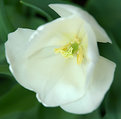 Picture Title - Fragile tulip