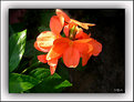 Picture Title - Orange Flower