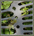 Picture Title - Grate Life