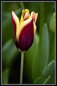 Picture Title - Tulip #2