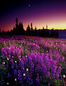 Picture Title - Lupine Meadow Magic