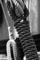 Picture Title - Subject between the ropes