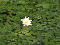 Picture Title - Tavirozsa / Water lily /