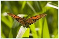 Picture Title - Back light  butterfly