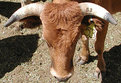 Picture Title - Steer 53