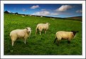 Picture Title - Shunned Sheep