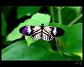 Picture Title - ...butterfly...