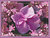 Hydrangea Blossom