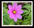 Picture Title - Hot Pink Cosmea