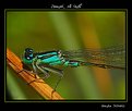 Picture Title - Damselfly, at last!