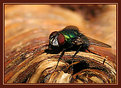 Picture Title - Green fly