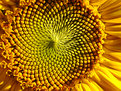 Picture Title - SUN-FLOWER