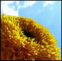 Picture Title - sunflower2