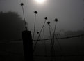 Picture Title - Thistles in the Fog