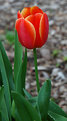 Picture Title - Colorful tulip