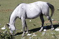 Picture Title - Old Grey Mare