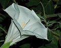 Picture Title - moon flower
