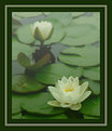 Picture Title - Lotus in mist