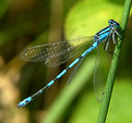 Picture Title - Blue Damsel