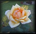 Picture Title - Butter Scotch Rose