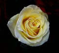 Picture Title - French Vanilla Rose