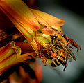 Picture Title - Busy Bee