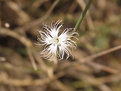Picture Title - A Small White Flower
