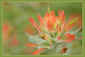 Picture Title - Indian Paintbrush