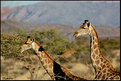 Picture Title - Giraffe