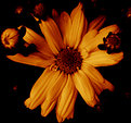 Picture Title - Dark Day Flower
