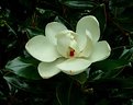 Picture Title - Magnolia