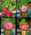 Picture Title - Life of a Double Delight Rose