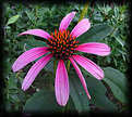 Picture Title - Cone Flower