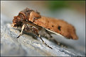 Picture Title - Brown Moth.