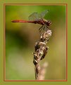 Picture Title - Red Dragonfly