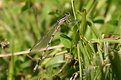 Picture Title - Damselfly2