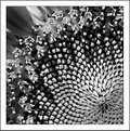 Picture Title - Sunflower b&w - 3