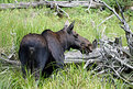 Picture Title - Algonquin moose
