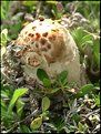 Picture Title - Toadstool